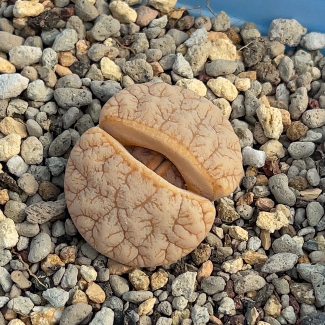 9634睫毛拿铁一颗