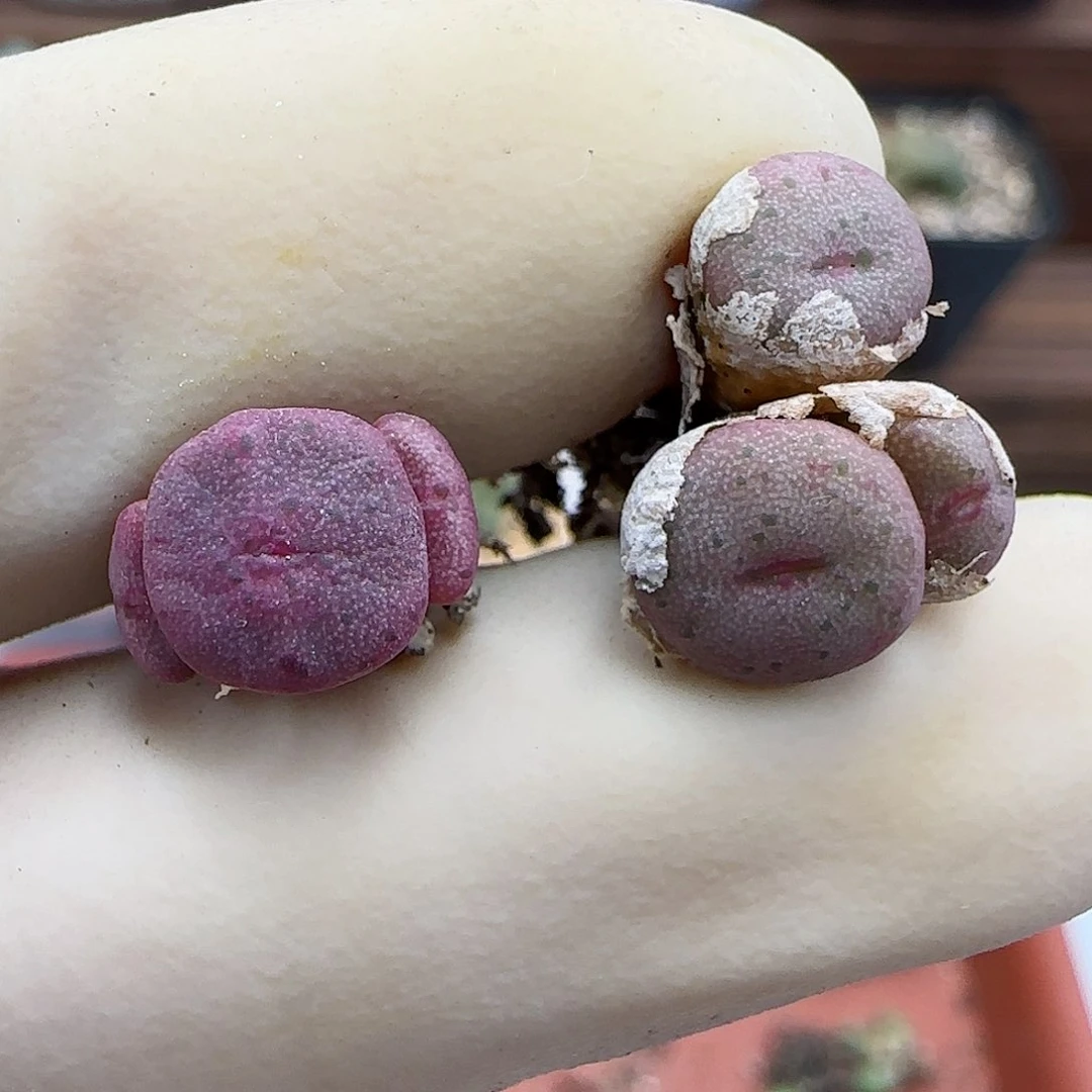 771紫纽扣福利福利