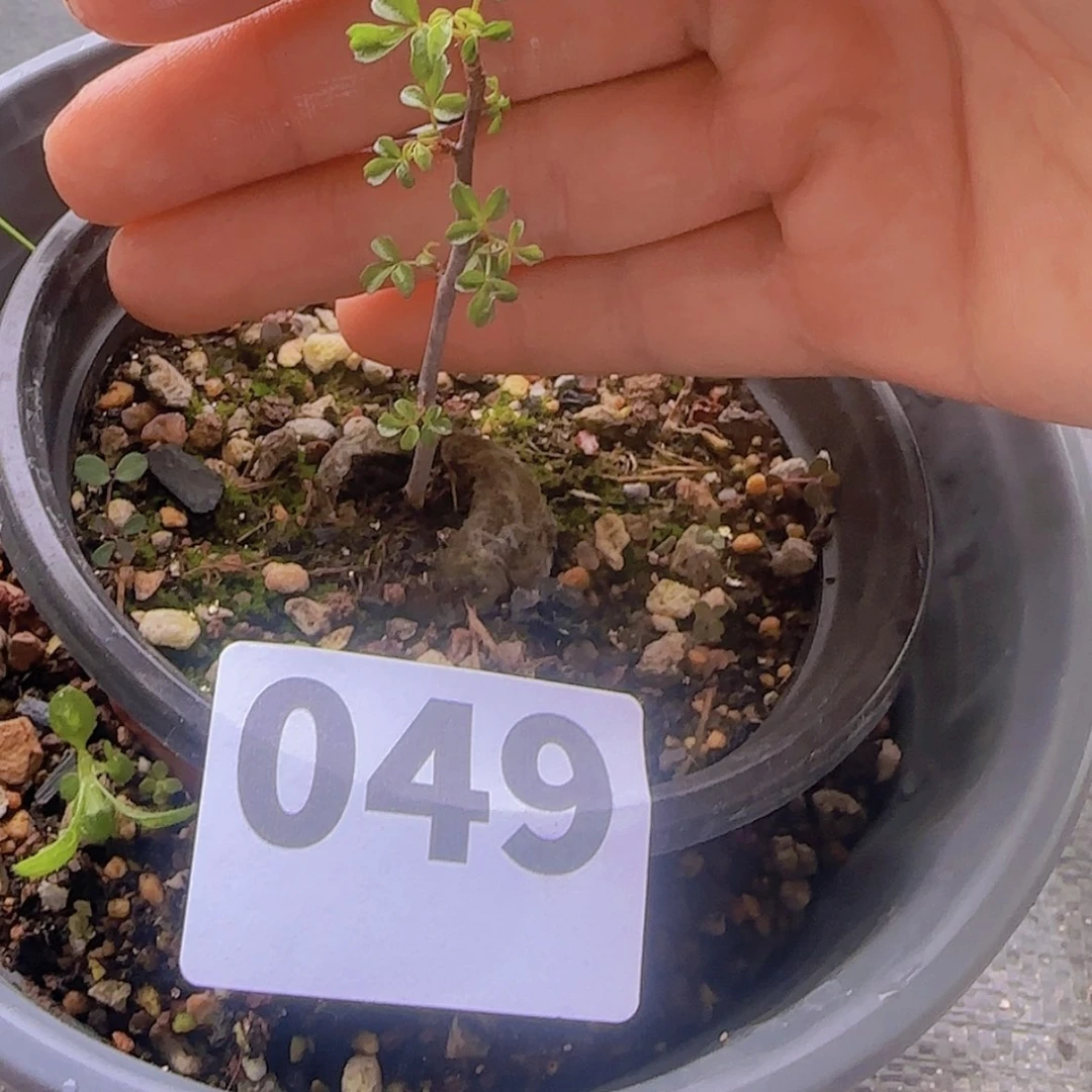 【闪购商品】?****✨块根植物