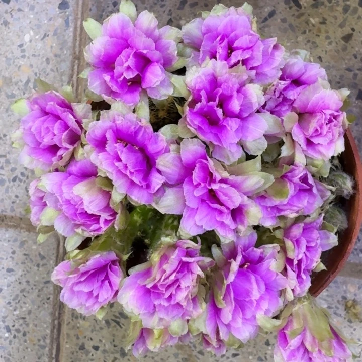 309丽花魅影歪3公分左右无根侧牙，20包邮