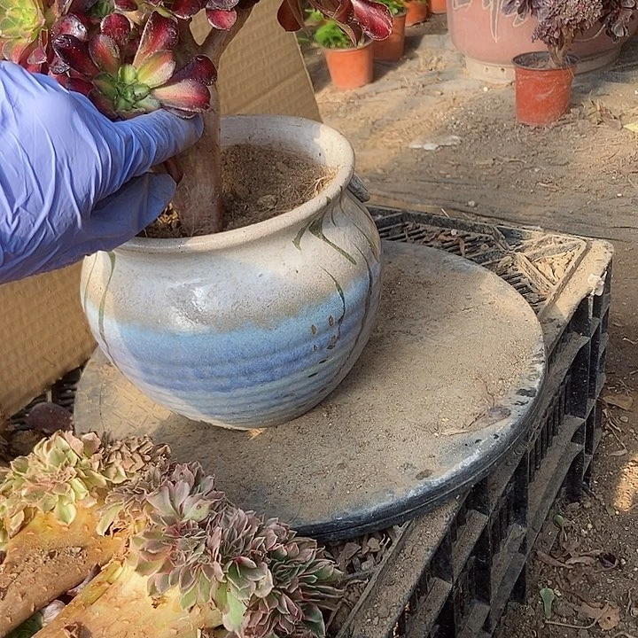 778华纳缀化特价微瑕疵