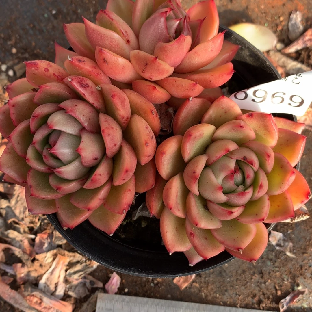 6969杂交多肉老桩