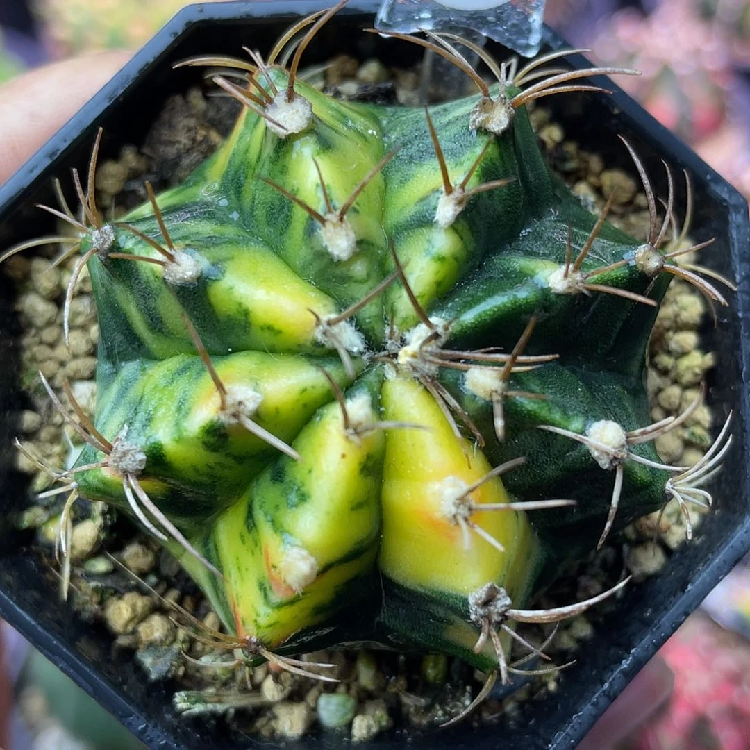 1-157米哈锦5.4厘米