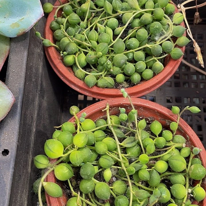 佛珠3.8；带盆土发