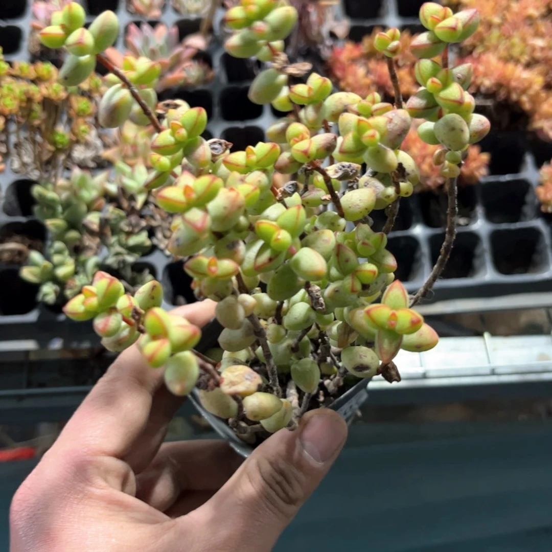 君****?24507一物一拍单头发货