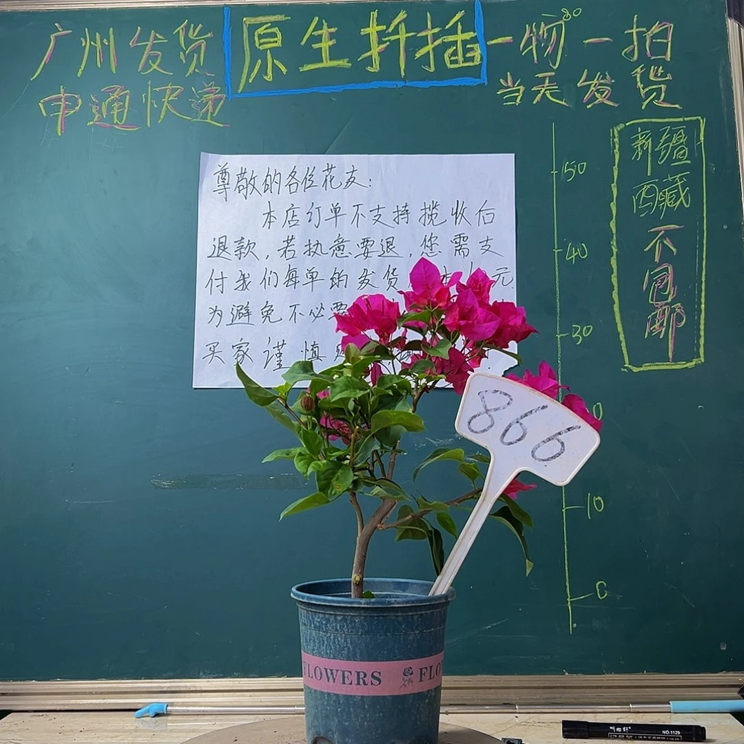 当前无花栽培后可以开花下播 玫瑰红 866