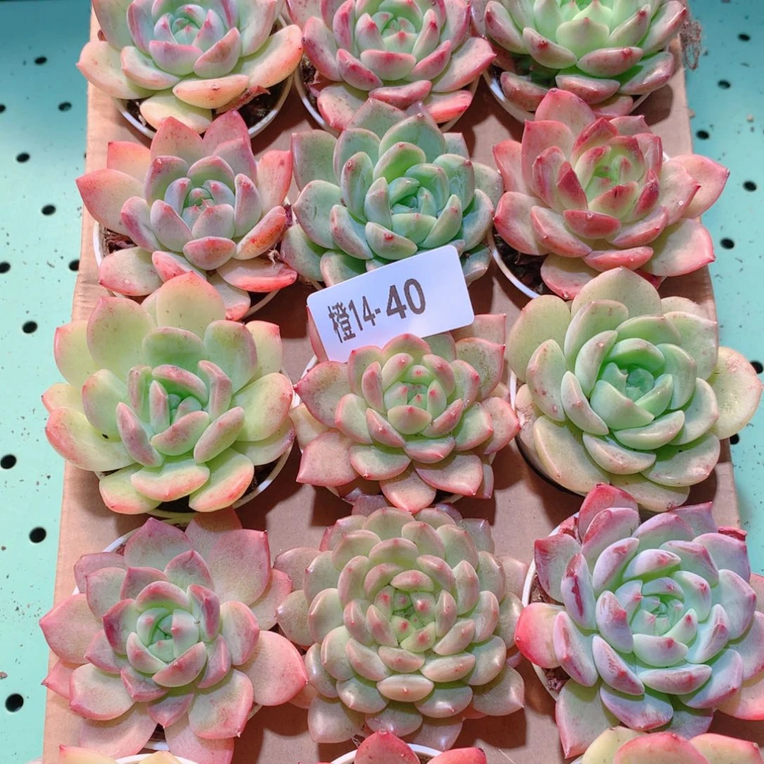 14-40一物一拍多肉带盆18颗
