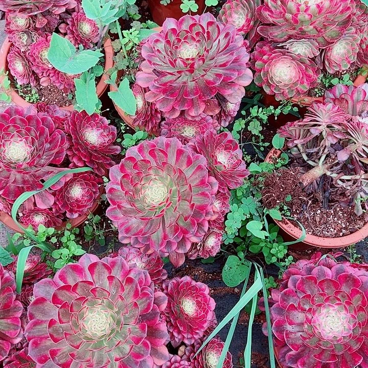 红铜3棚不包断枝多肉植物