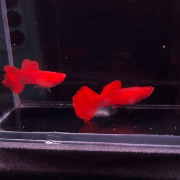 孔雀鱼玻璃血红公2