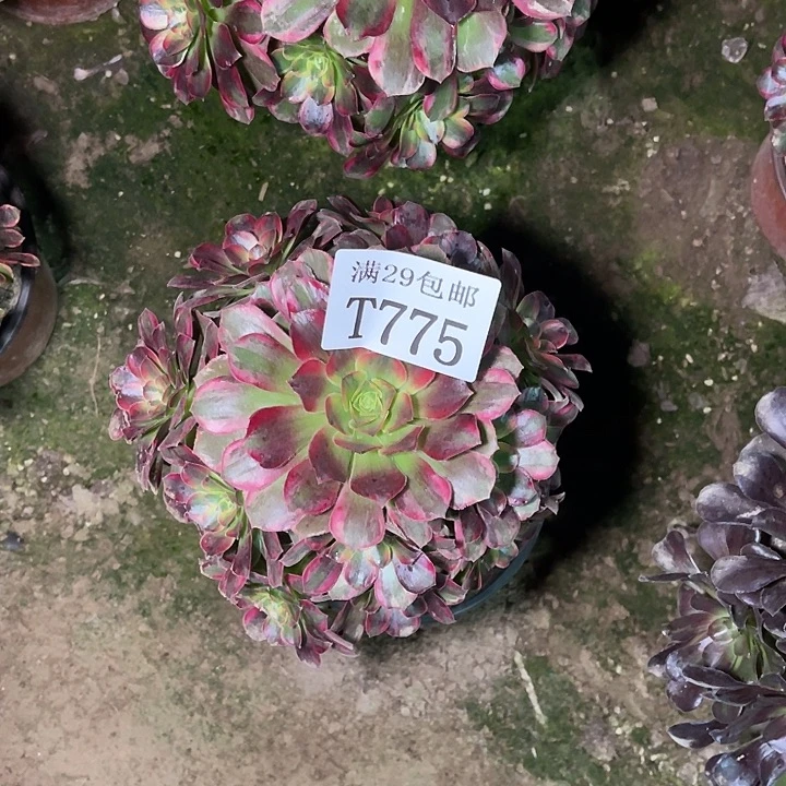775安娜多肉植物