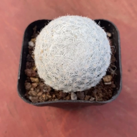 大春星单4仙人球