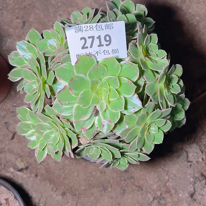 2719万花筒多肉植物
