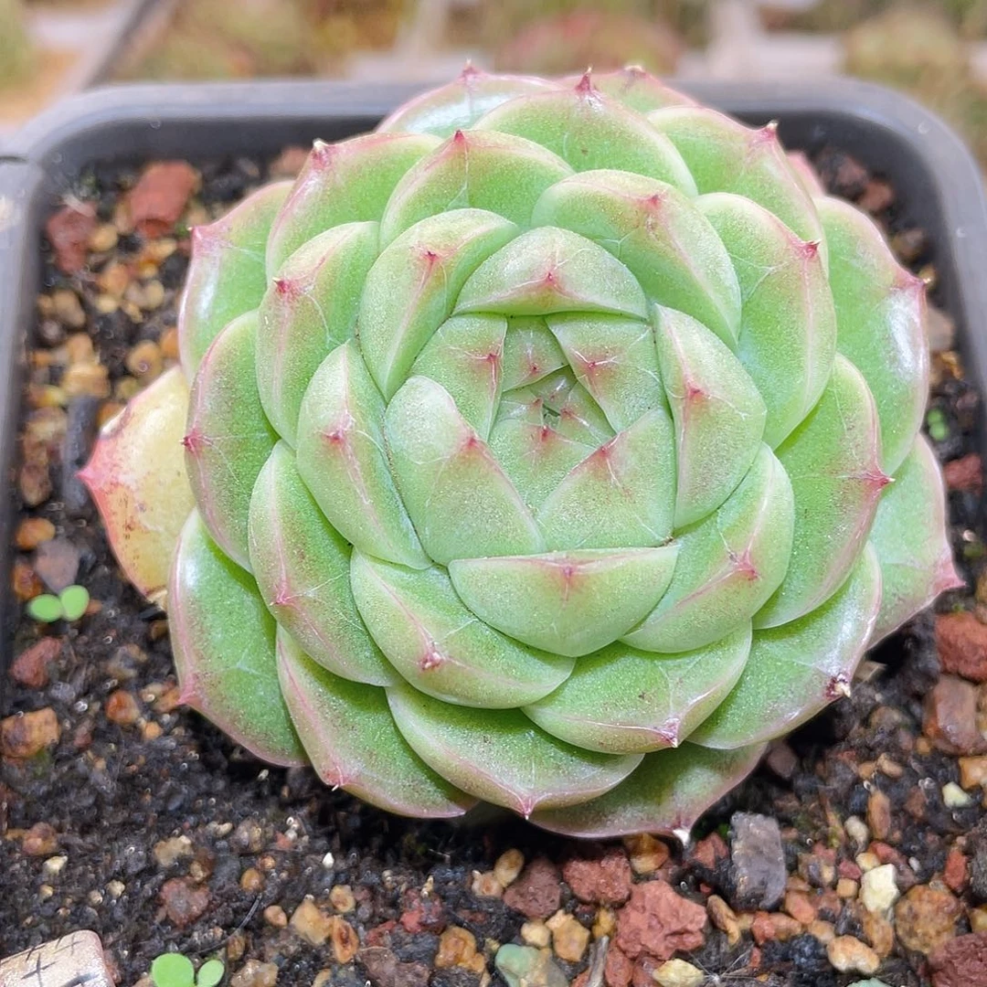 365翡冷翠母本哈哈