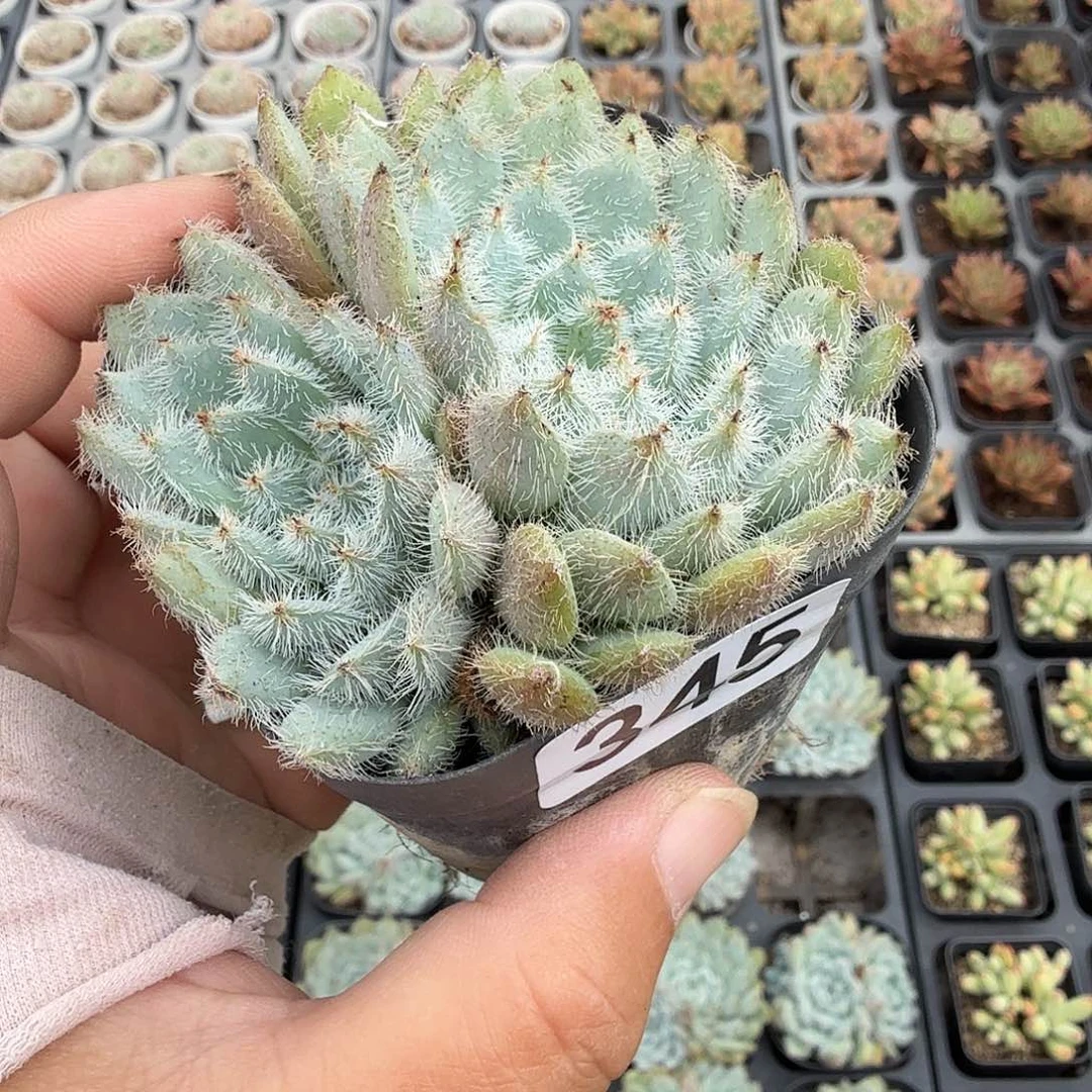 345七公分青诸莲满20包邮