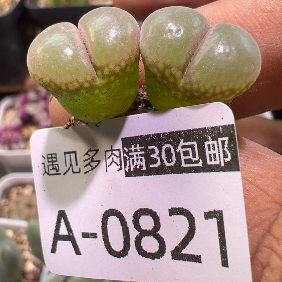 多肉植物111111111111