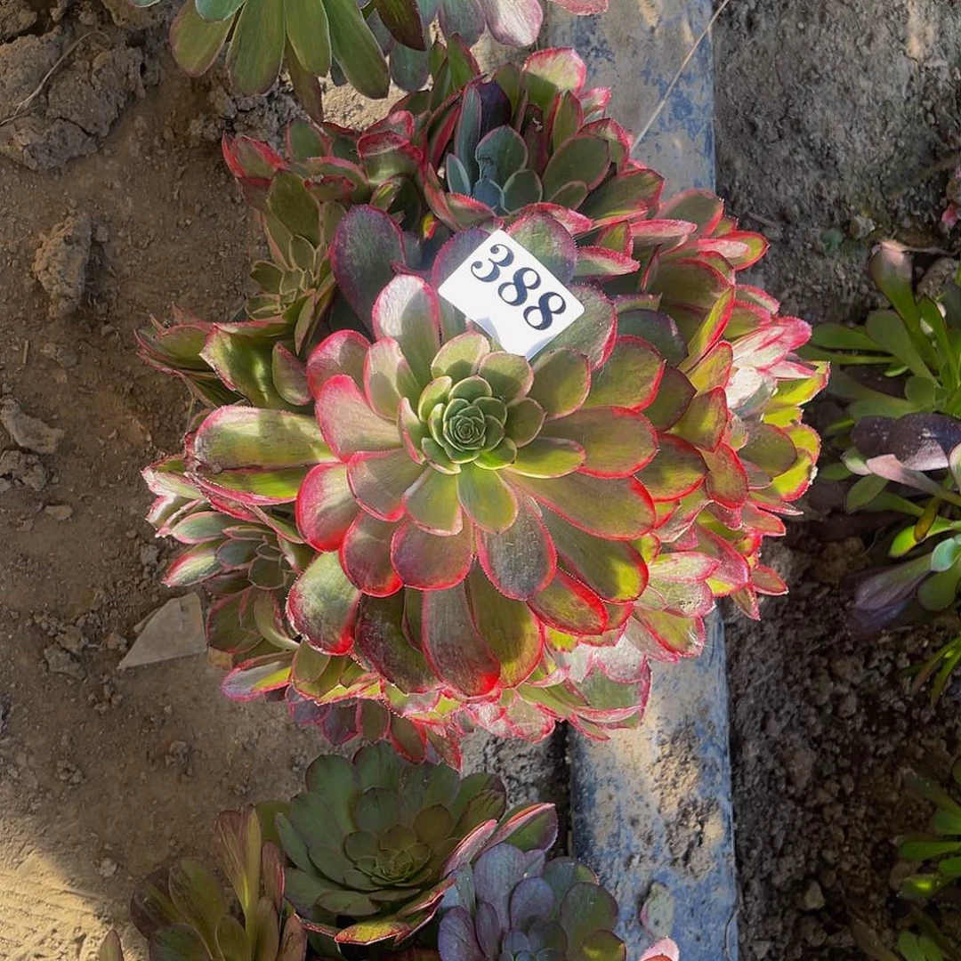 粉花妖法师多肉6-19