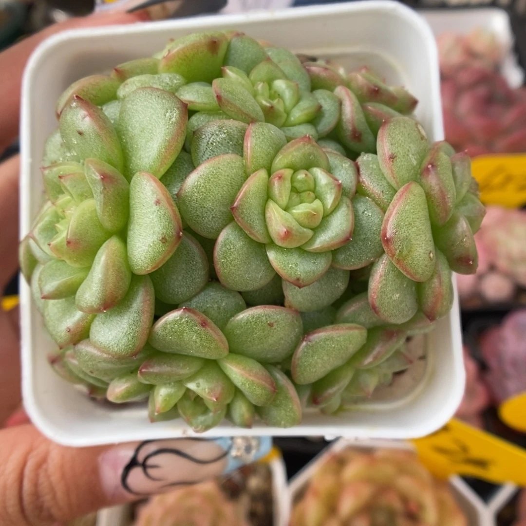 灯泡珍妮群生675号