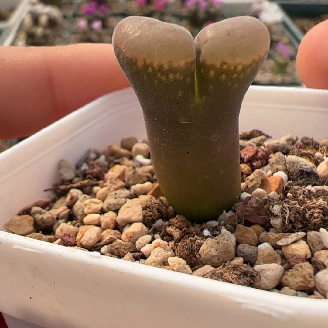 568 好看的多肉冲冲冲