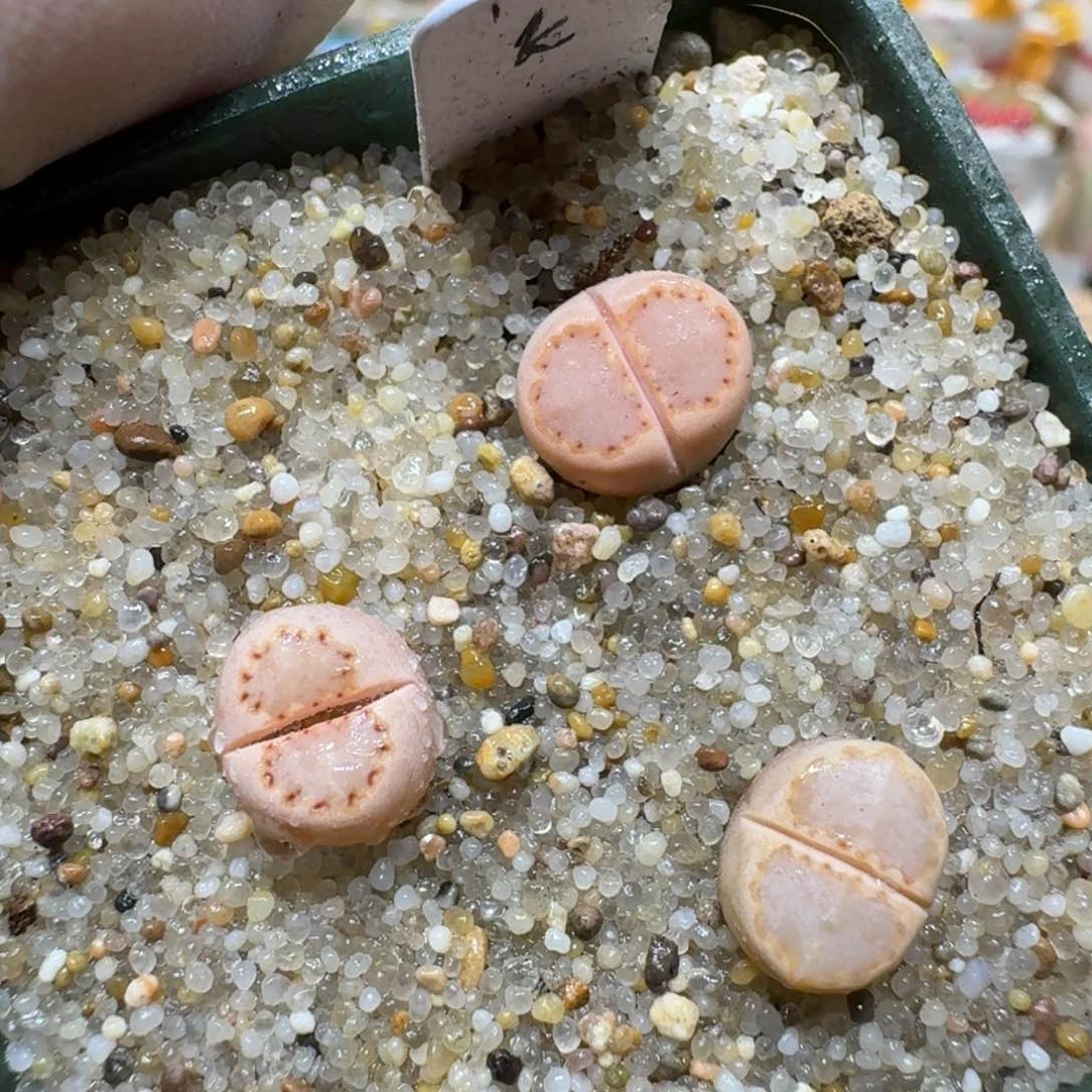 0124-67饼干编号k