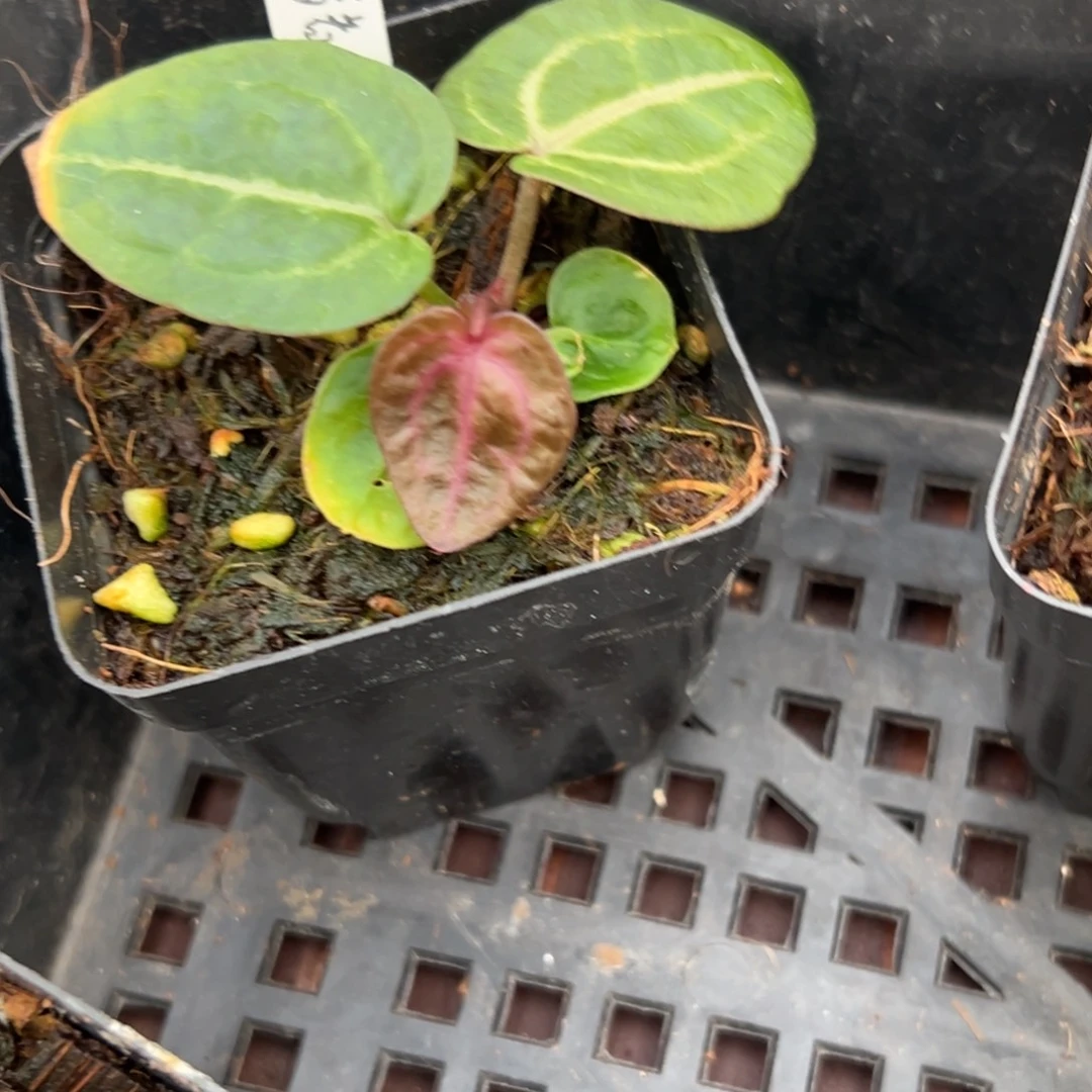 不开花植物789织梦者