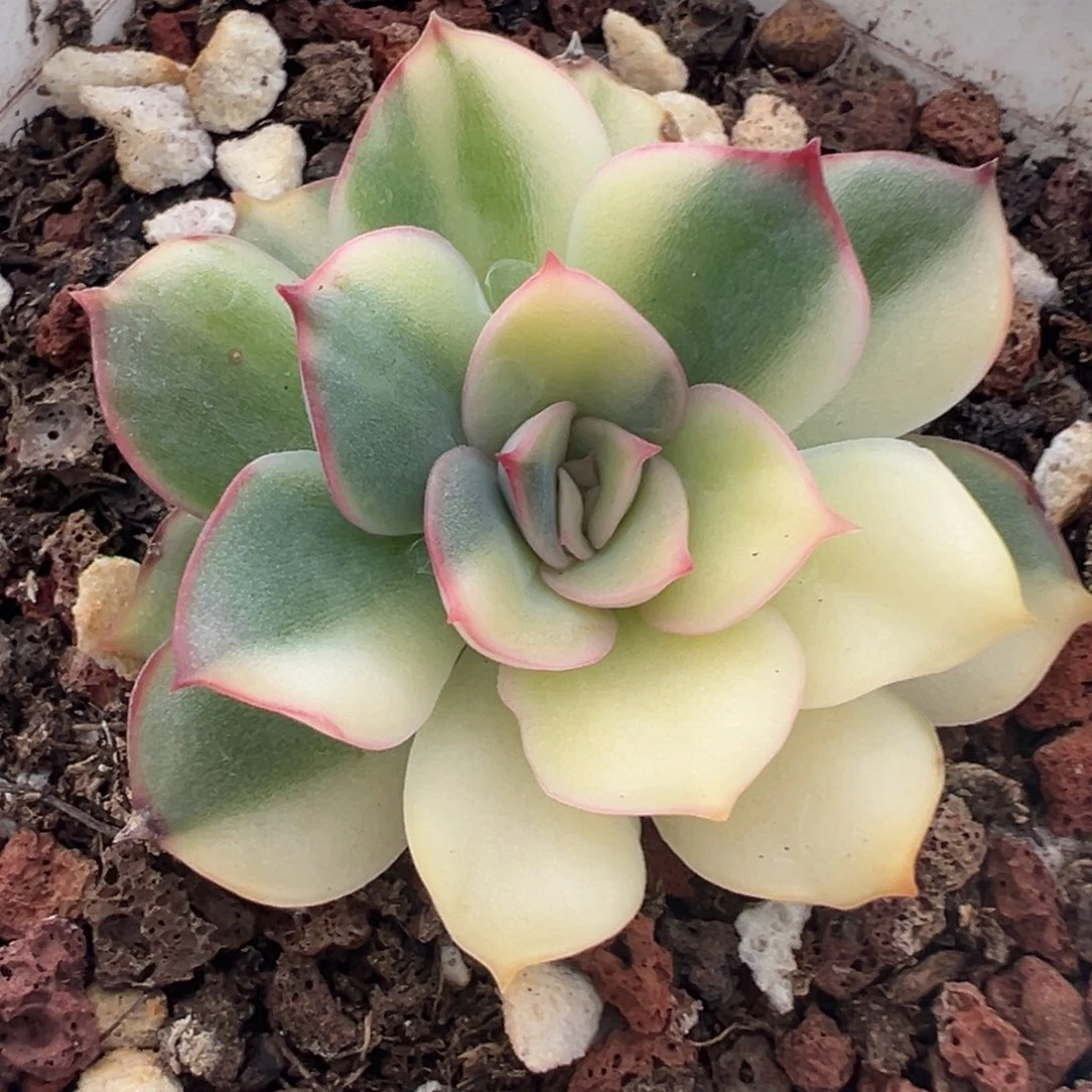 武仙座锦白锦，花脸拉丝锦