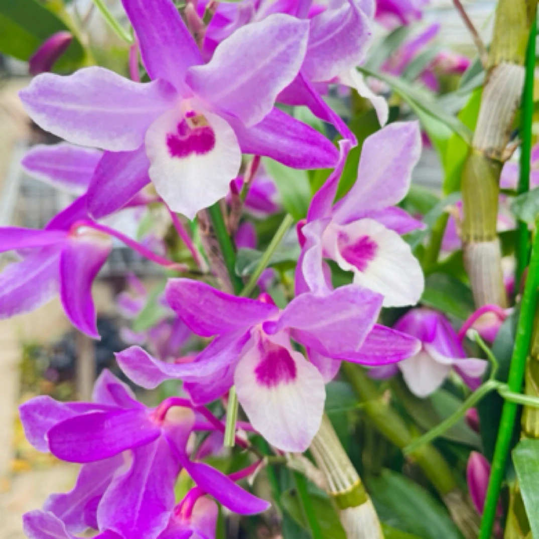 春石斛(火烈鸟）2-3个月的花期多支花剑好养易活