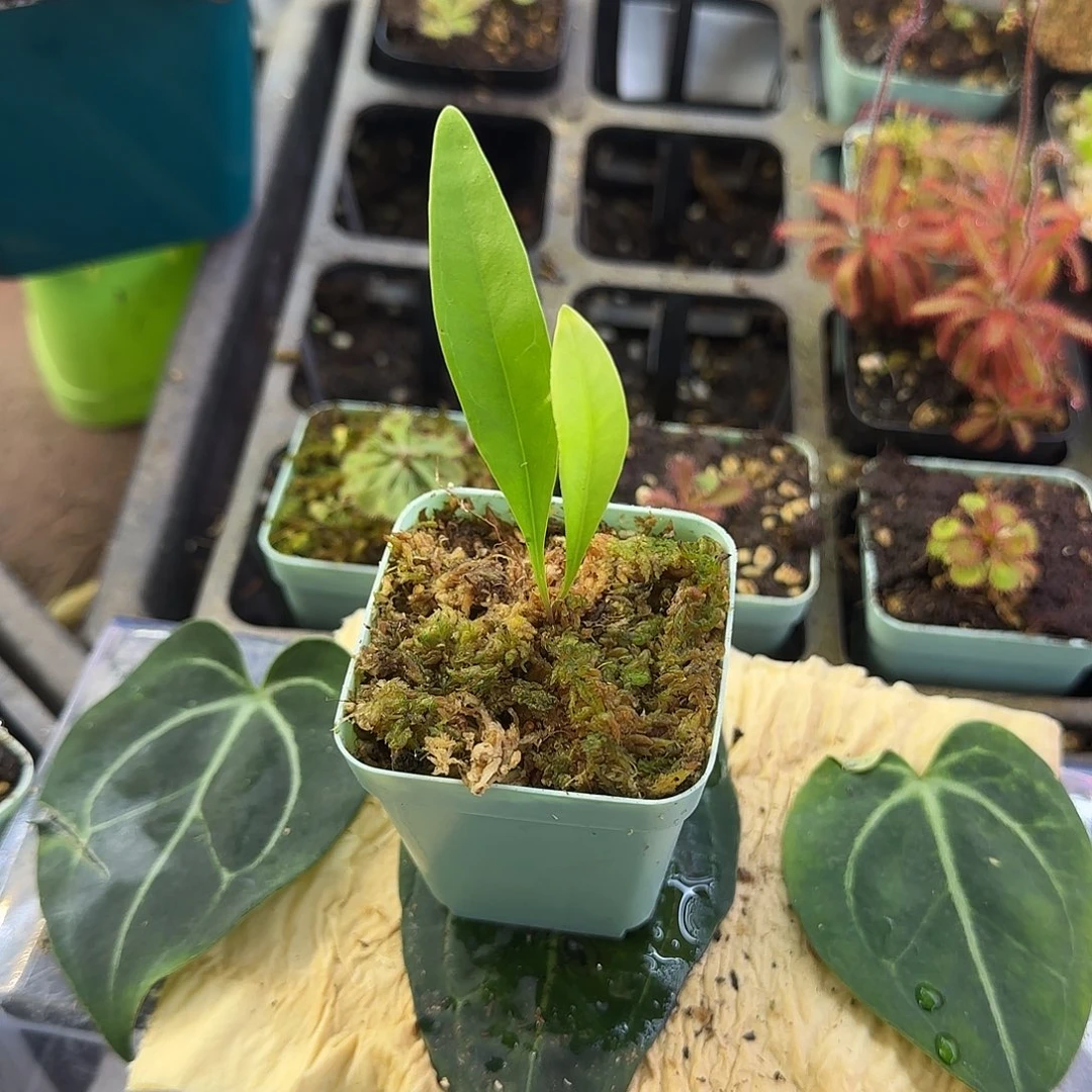 无花朵恩德雷狸藻