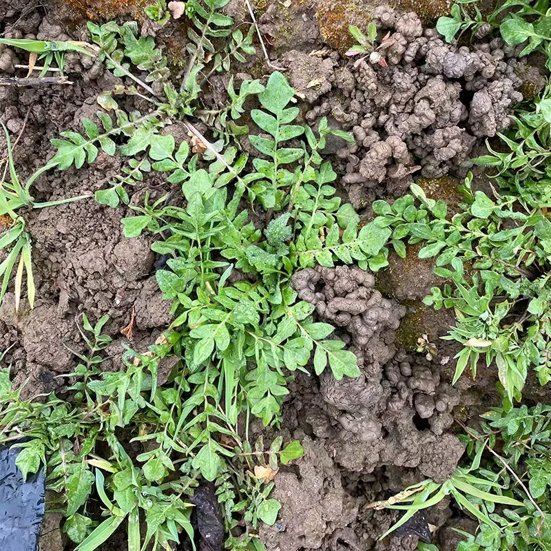 云南野生荠荠菜农家菜