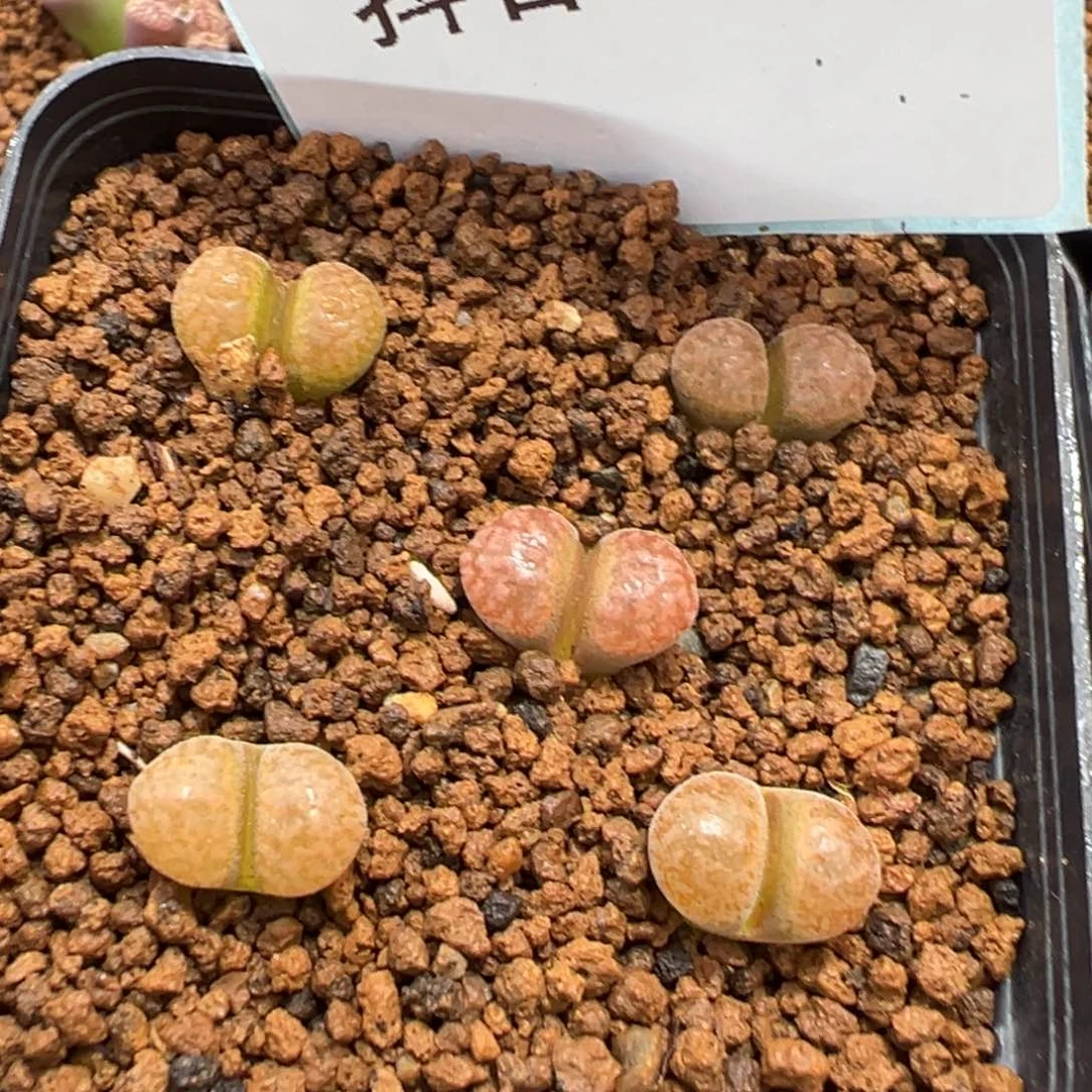 5-95肉锥多肉植物，