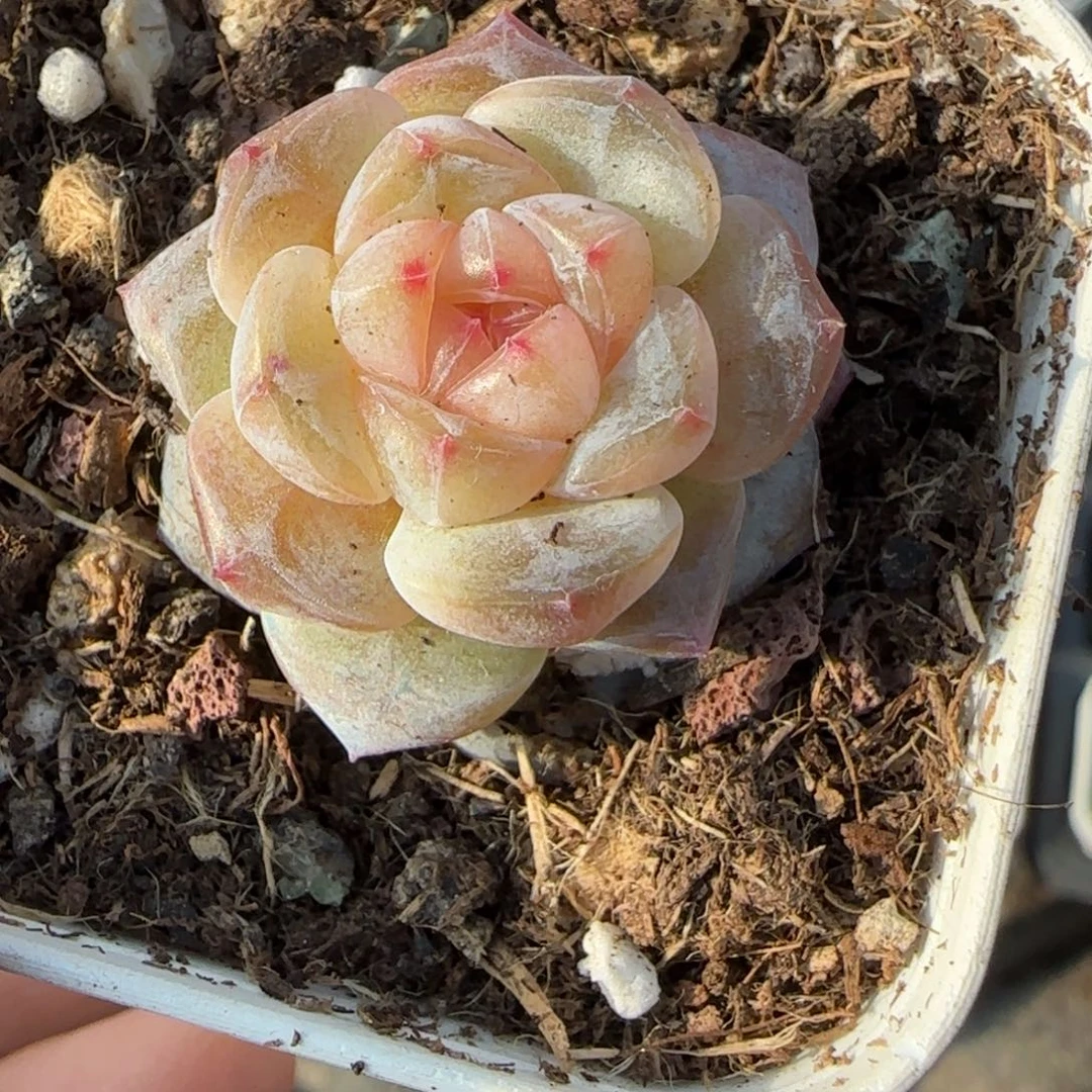 多肉小卡拉米糖心一物一拍