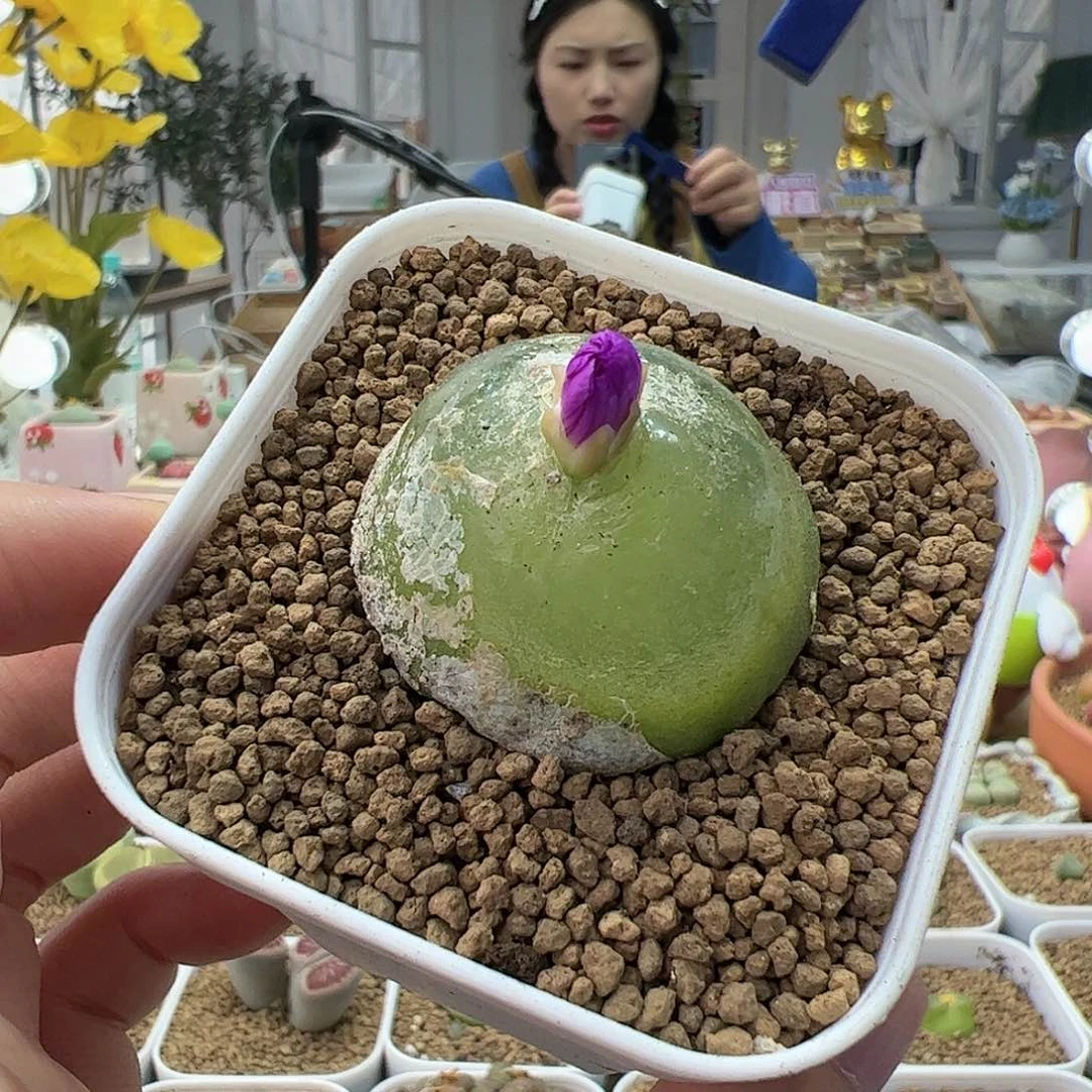 【闪购商品】7 大灯泡3cm+