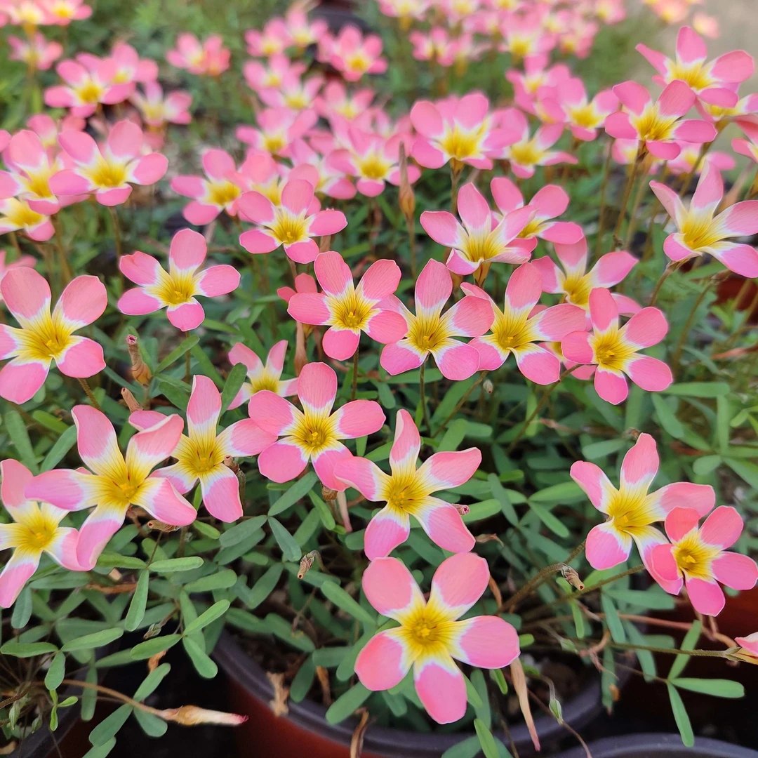 【坤哥专属】酢浆草 早花新手套餐 混合装 秋植幸运草 新手易养