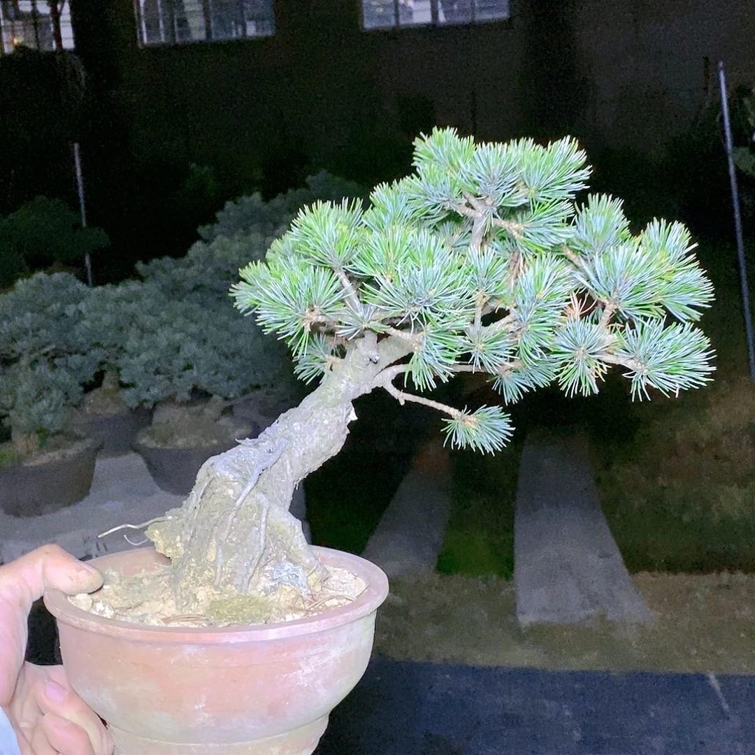 【闪购商品】无花朵