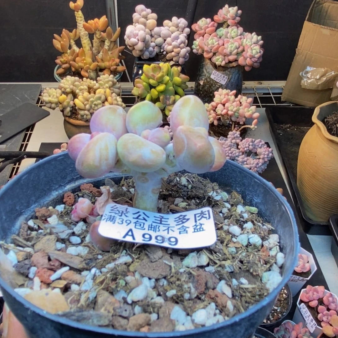 秦*999芒果奶kk奶多肉4c m