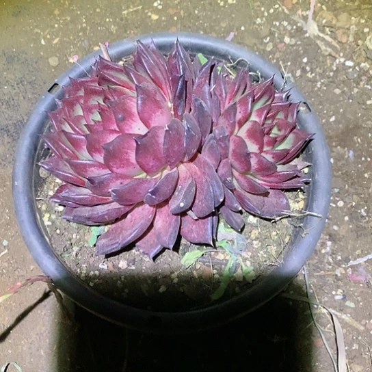 每日特价活动开始啦