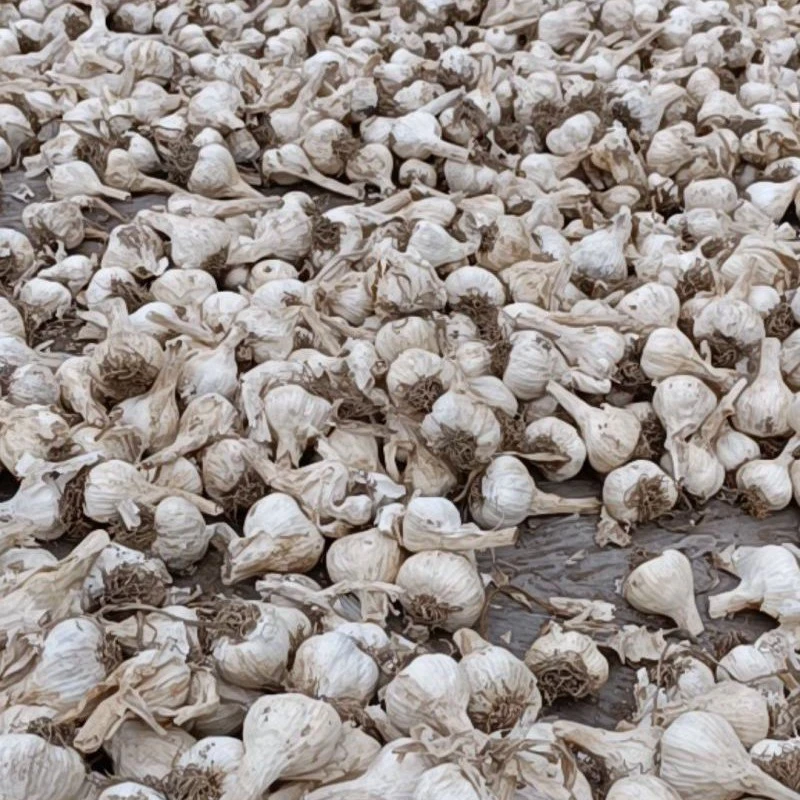 湖南隆回农家新干蒜老品种小蒜头辛辣提香可炒菜也可留种可长蒜苔