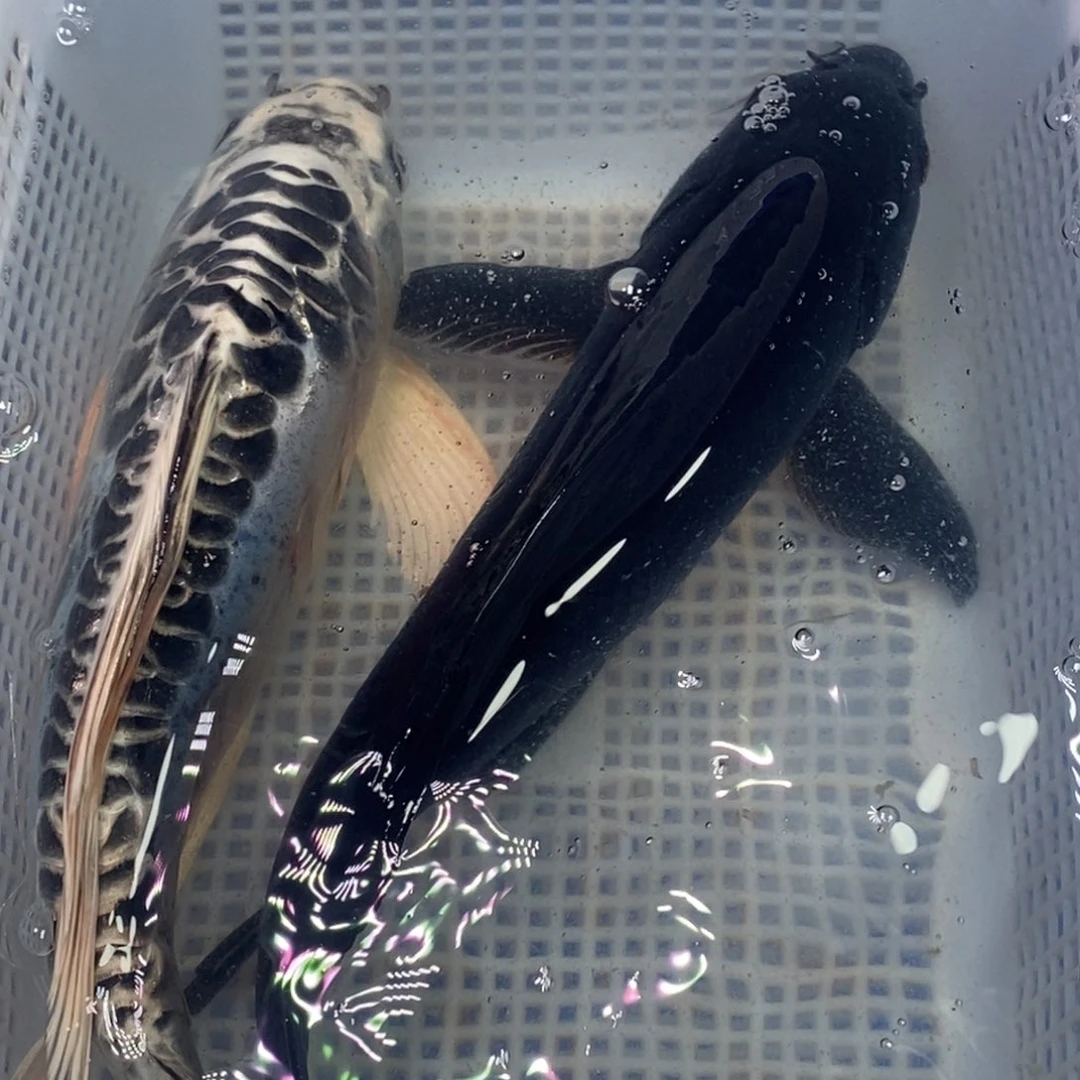 锦鲤锦鲤（无开箱视频不售后）