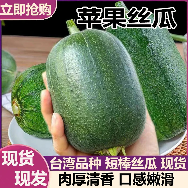 【苹果丝瓜】寿光蔬菜苹果丝瓜肉丝瓜现摘速发当季新鲜生吃水果丝瓜