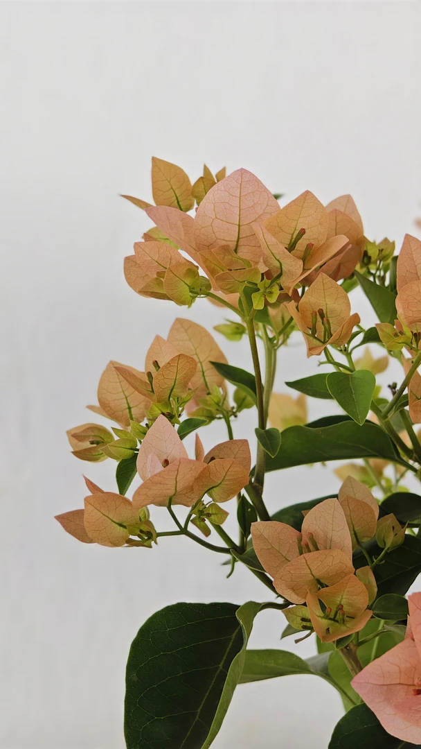 奶昔三角梅 勤花奶茶色新手可以冲