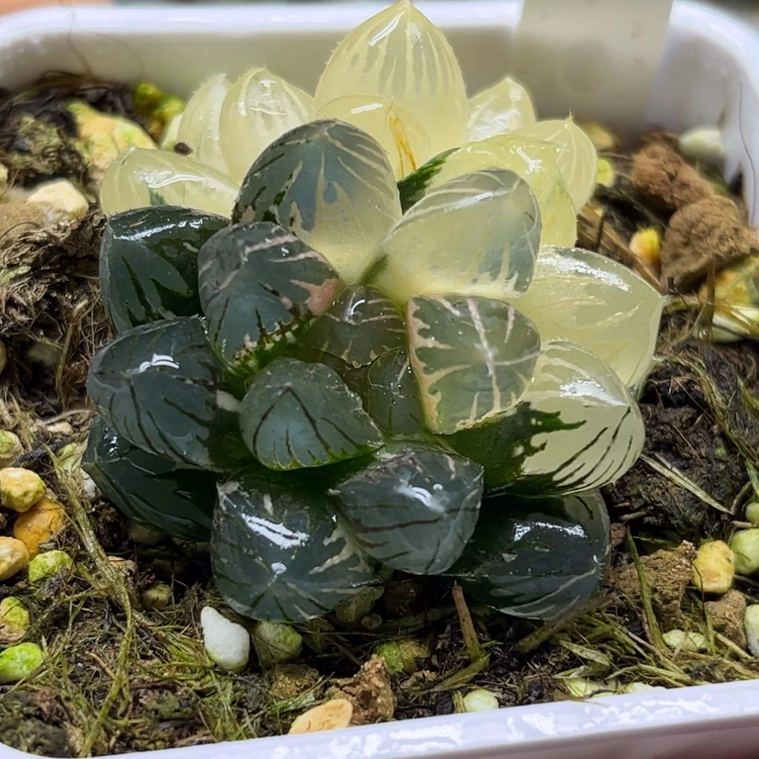 25龙爪玉露锦带仔福利专场