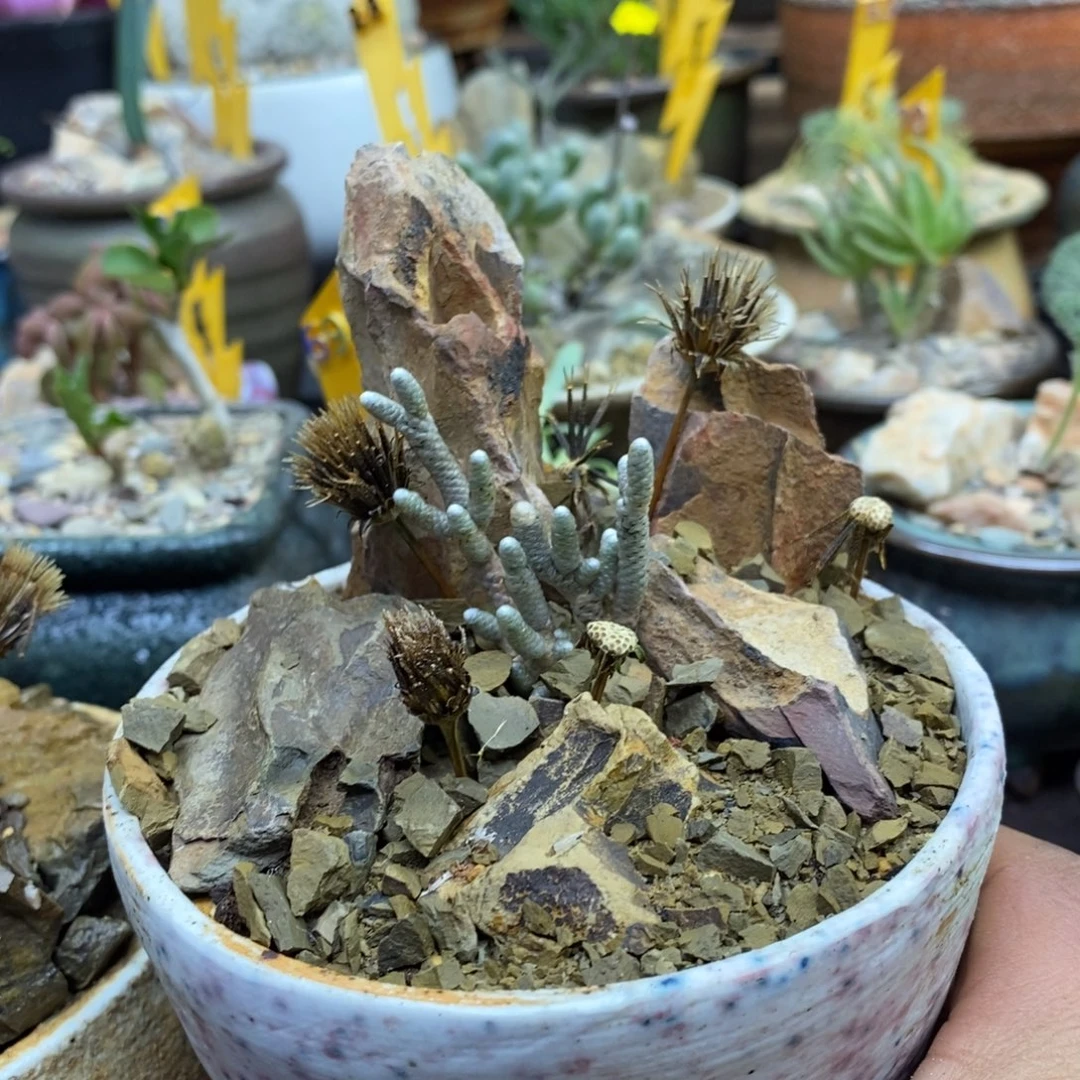 妖精之舞带盆一物一拍