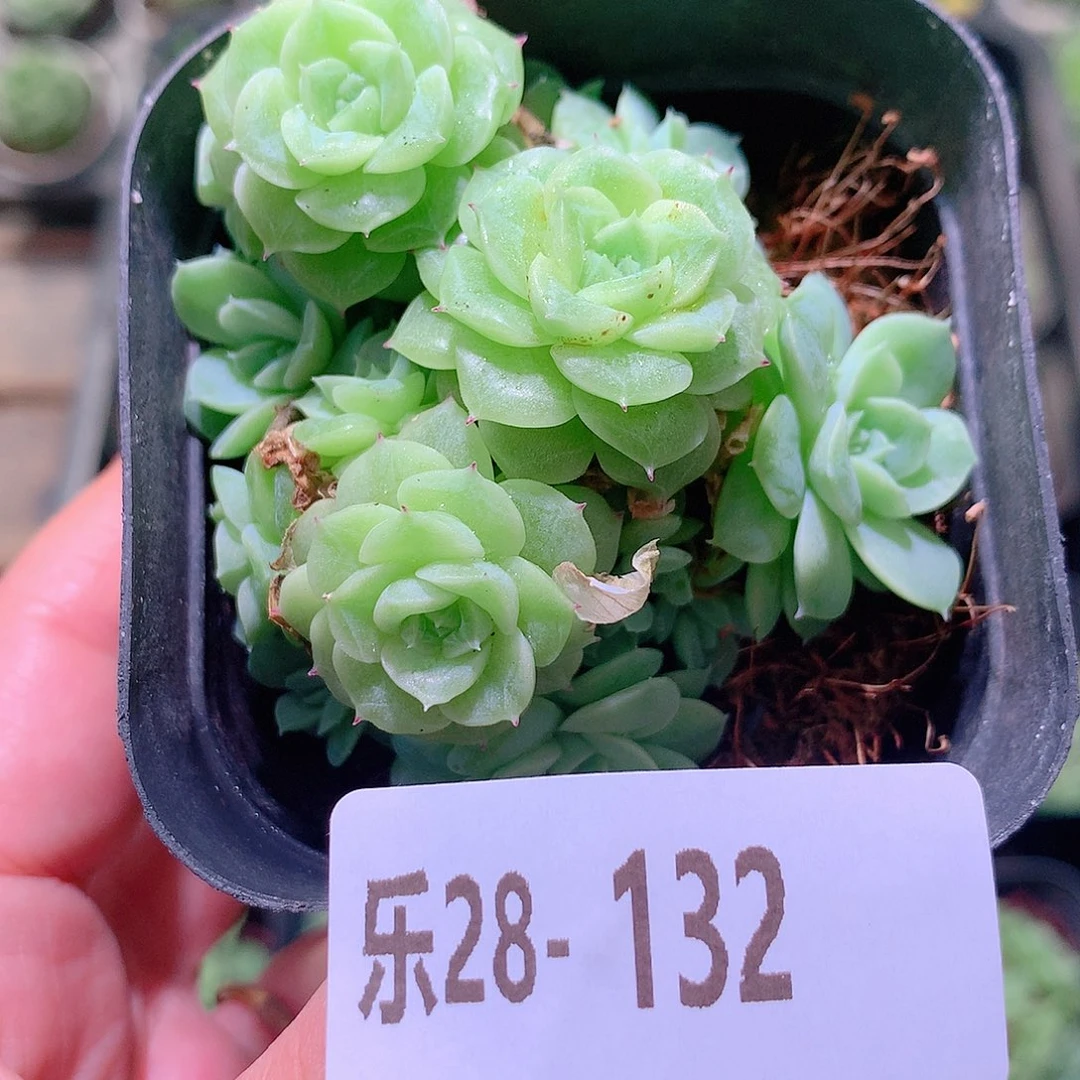 乐然28-132 麦秆群