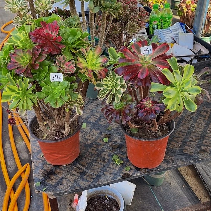 舍***！架接组合590和591号2棵