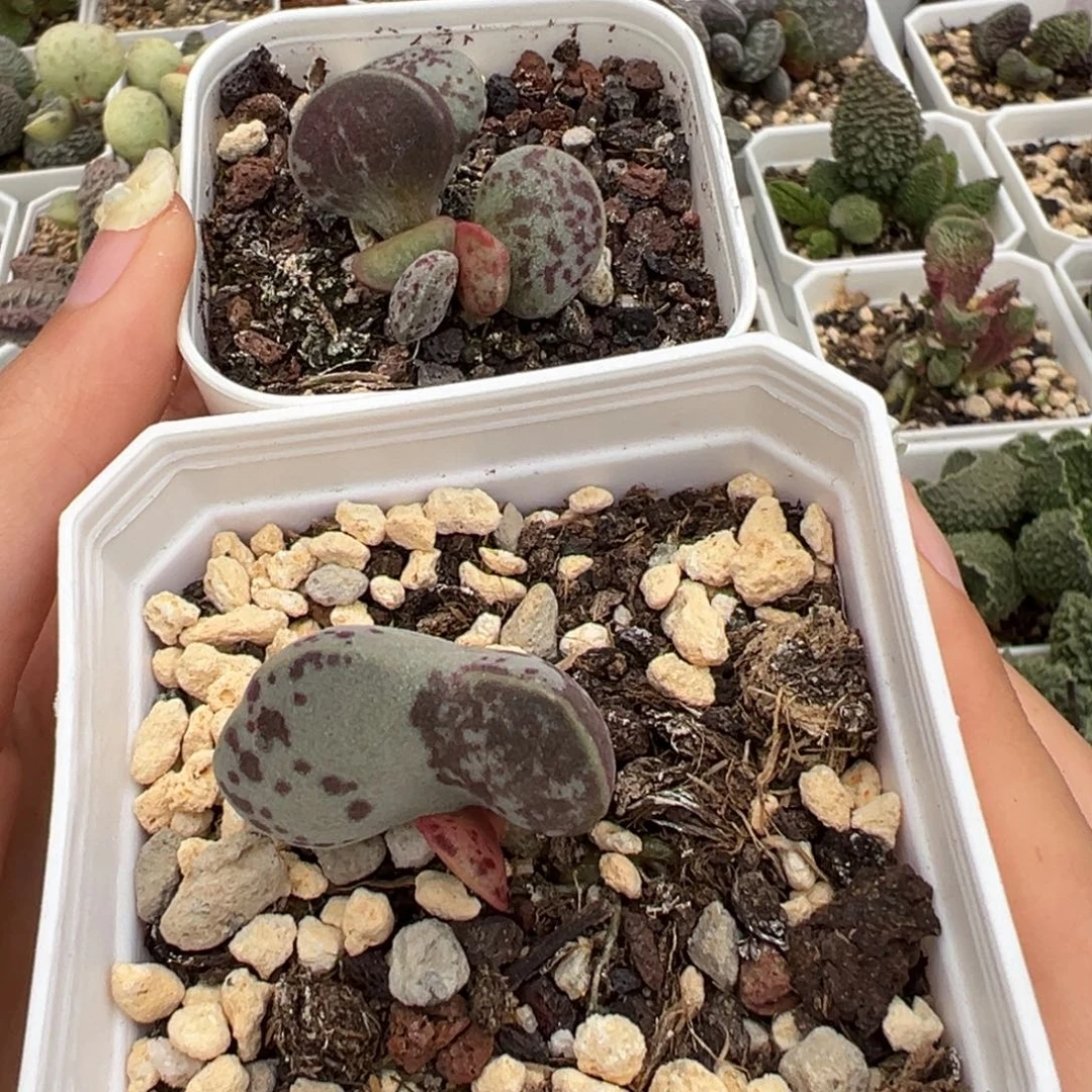 三****阴阳斑满斑两颗一起多肉植物