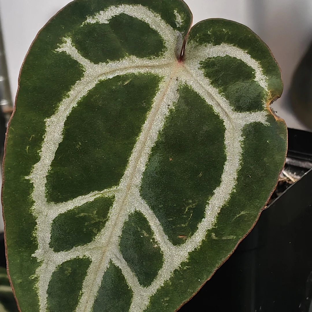 美版skg银红  X  红色骨纹  小苗