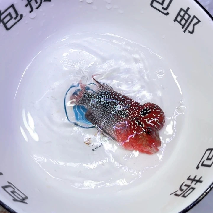 罗汉鱼023////////////////
