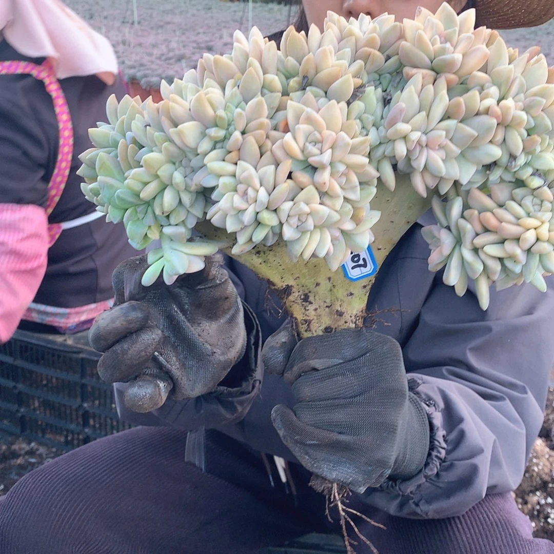 307 淡雪锦缀 一物一拍