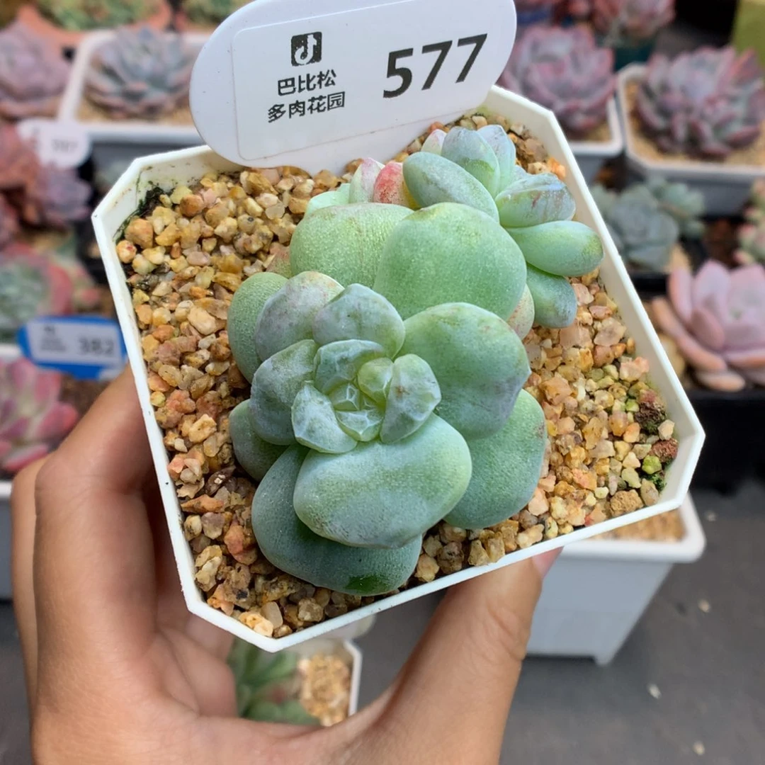 泡****577冰玉石化多肉植物