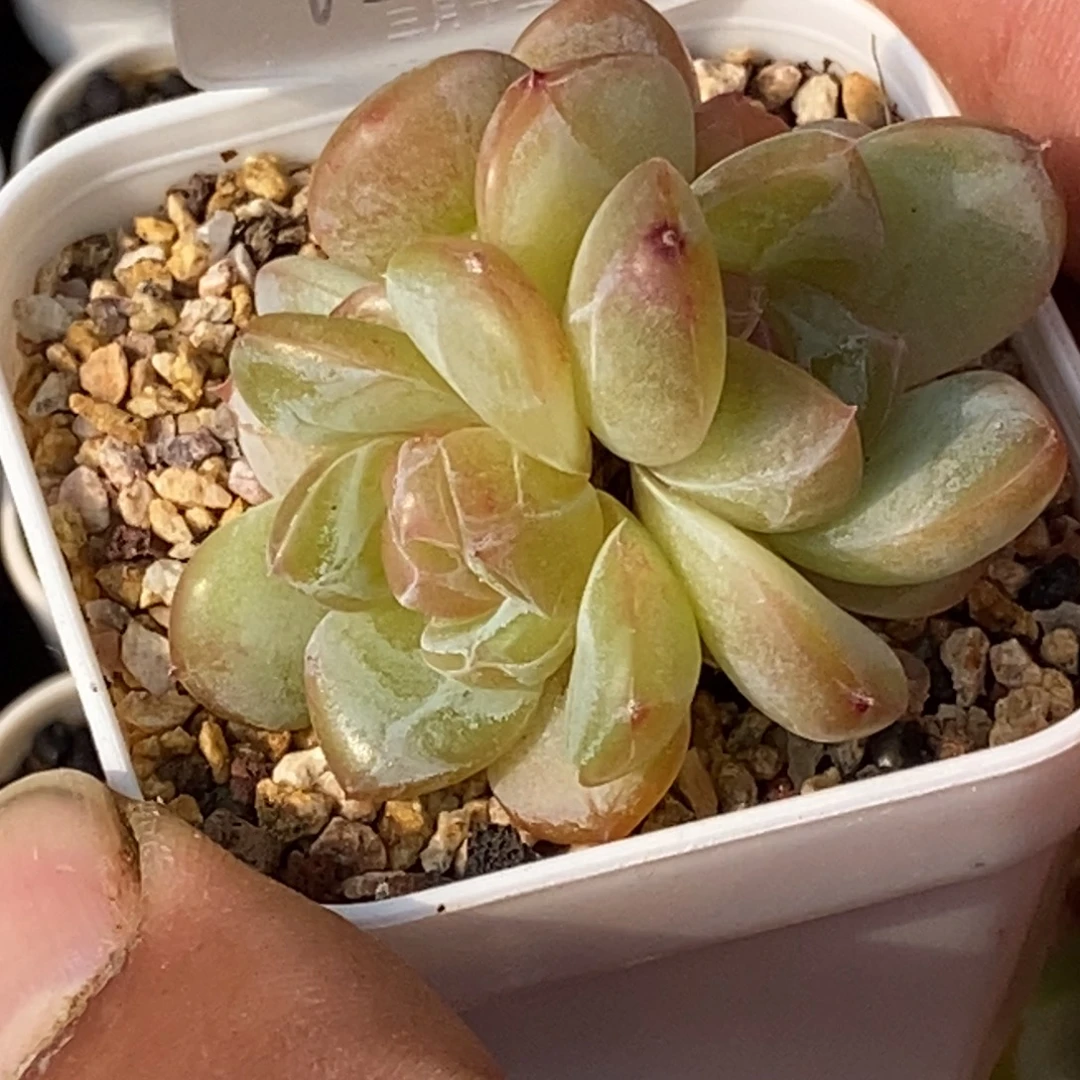 天官赐福百无禁忌