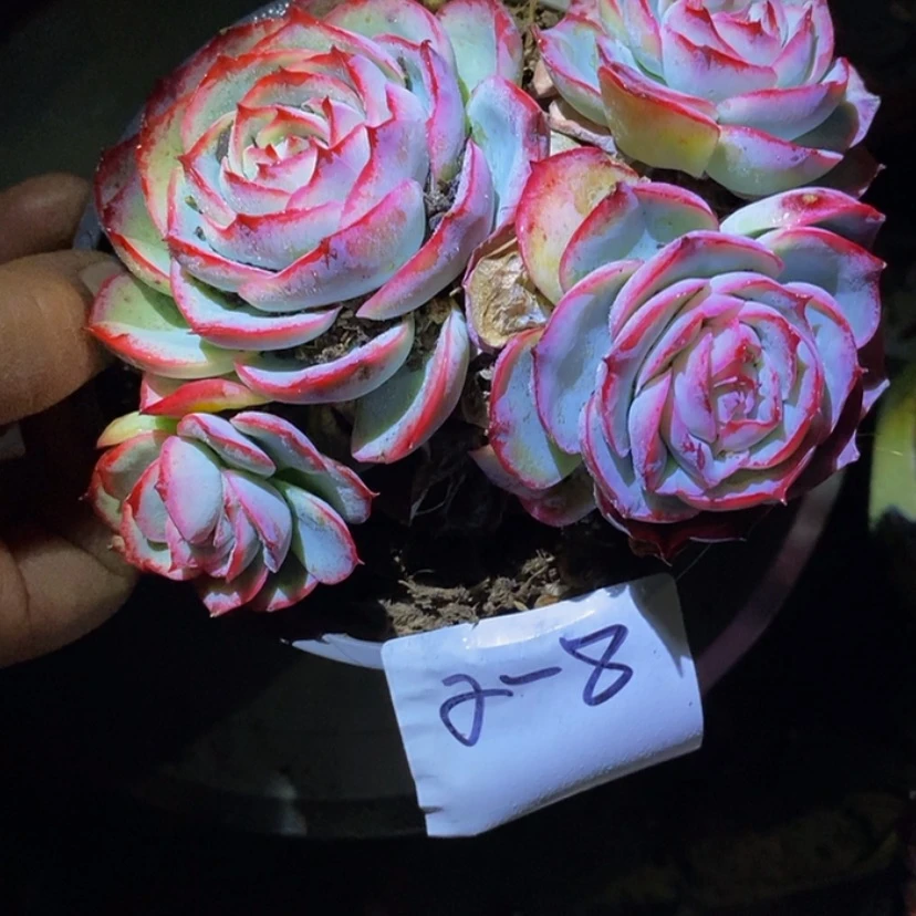 【闪购商品】蝴****）多肉植物